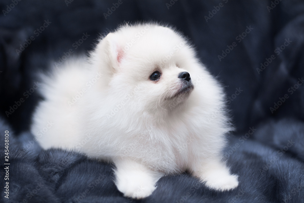 spitz dog pomeranian puppy spitz dog pomeranian puppy