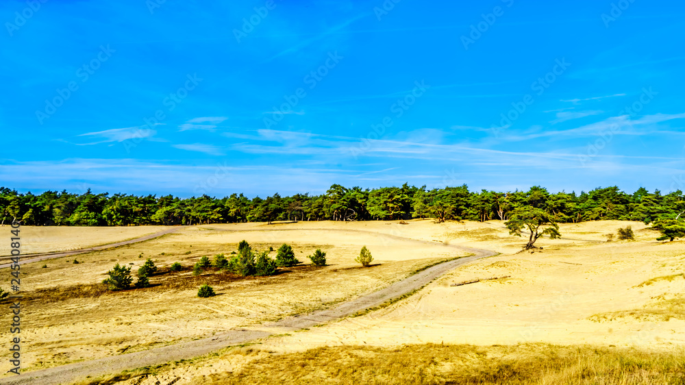 Obraz premium The mini desert Beekhuizerzand in the Hoge Veluwe nature reserve under blue sky in the province of Gelderland in the Netherlands