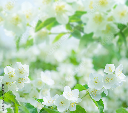 Spring natural background with bright blooming jasmine. Spring floral background