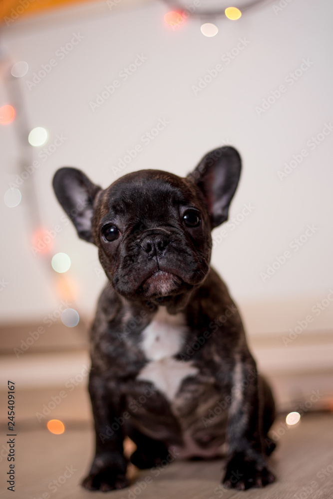 Dogs of breed French Bulldog in a home interior