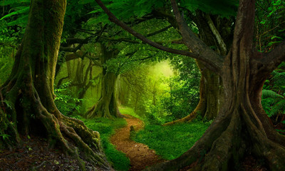 Foto auf Leinwand Wald Asiatischer tropischer Regenwald  © quickshooting