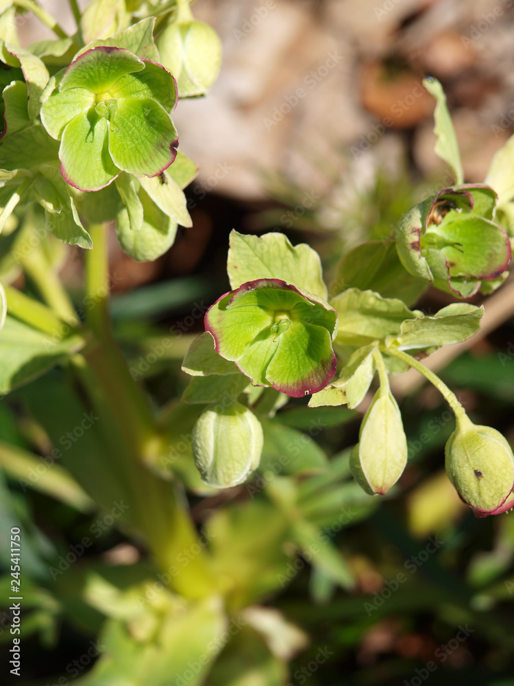 Helleborus foetidus - Hellébore fétide ou Pied-de-griffon au feuillage vert foncé et aux petites fleurs en clochette marquées de rouge sur les bords Helleborus foetidus - Hellébore fétide ou Pied-de-griffon au feuillage vert foncé et aux petites fleurs en clochette marquées de rouge sur les bords