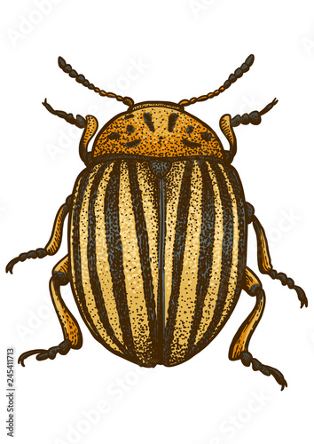 Colorado beetle illustration, engraving, drawing, ink, vector © jenesesimre