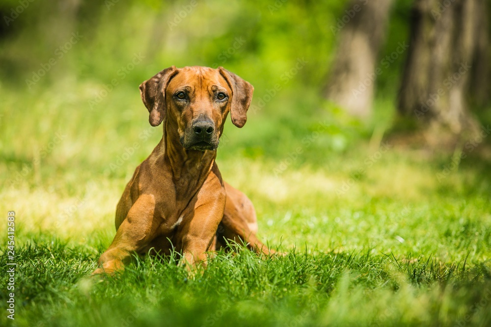 Rhodesian ridgeback with brown hair lying down on green grass, sunny summer day in nature, trees in background