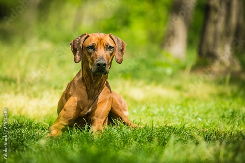 Rhodesian ridgeback with brown hair lying down on green grass  sunny summer day in nature  trees in background