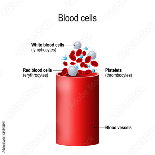 Blood cells and blood vessel.