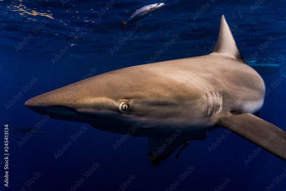 Naklejka premium Dusky shark closeup