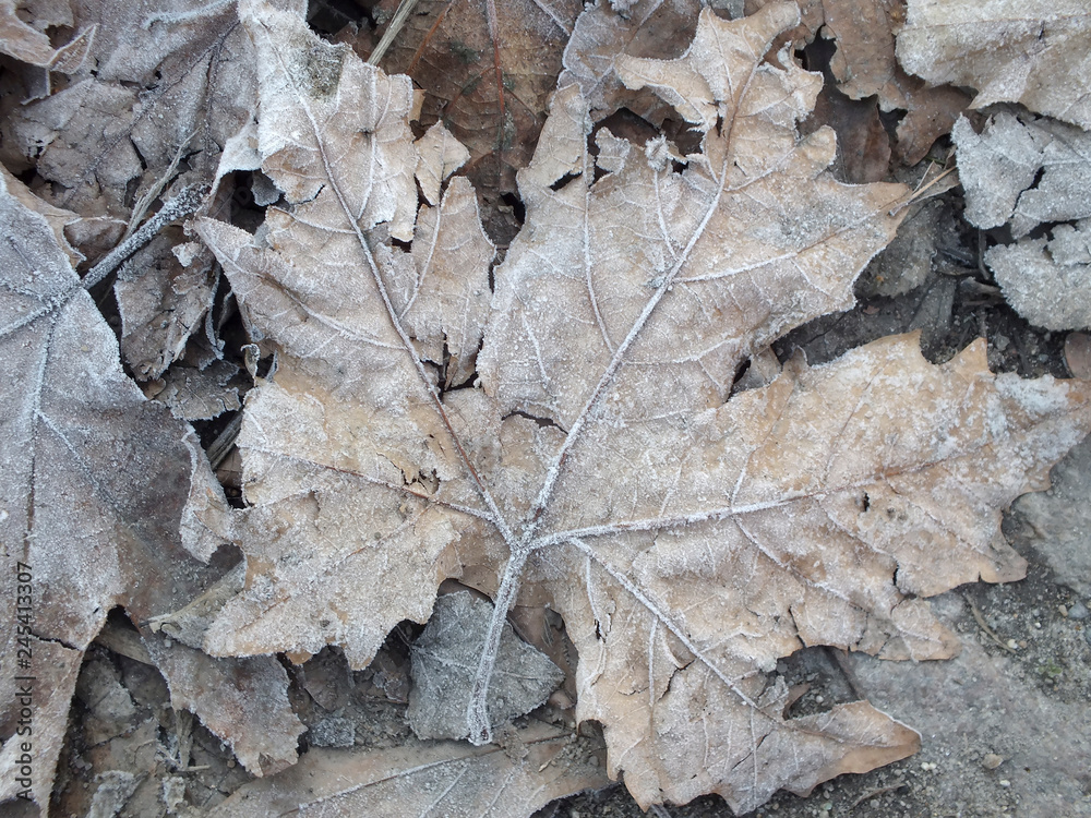 Sycamore fallen leaves background. .Rotten leaf in frost Sycamore fallen leaves background. .Rotten leaf in frost