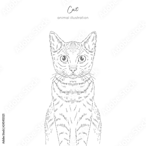 Symmetrical Vector portrait illustration of cat. Hand drawn ink realistic sketching isolated on white. Perfect for logo branding t-shirt coloring book design.