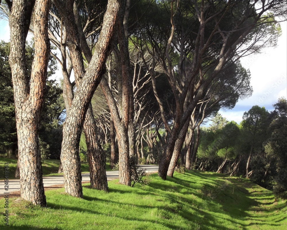 Shadows of a row of pines on the grass