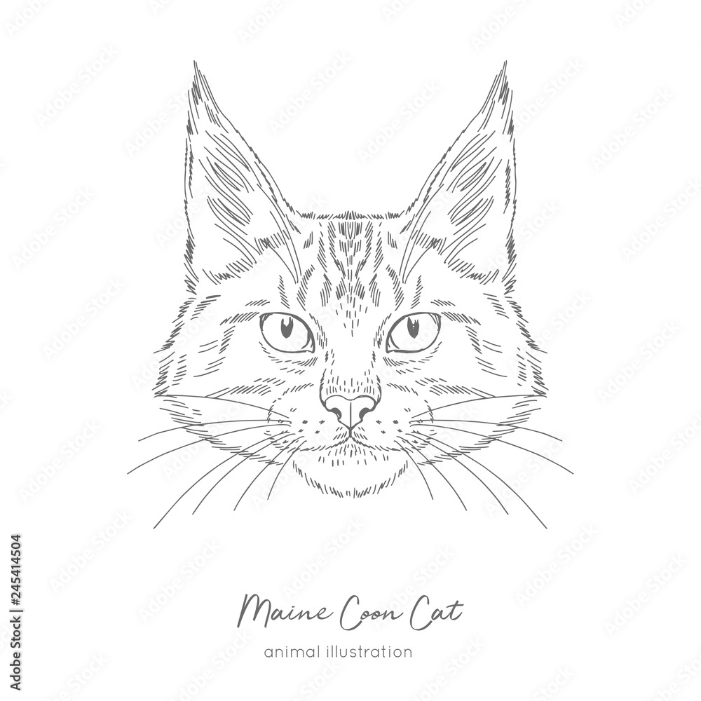Symmetrical Vector portrait illustration of Maine Coon cat. Hand drawn ink realistic sketching isolated on white. Perfect for logo branding t-shirt coloring book design.