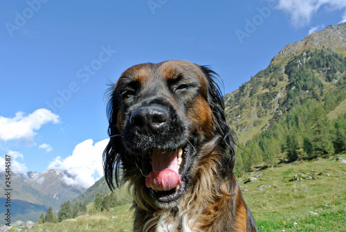 portrait eines mischlingsrüden in den alpen photo