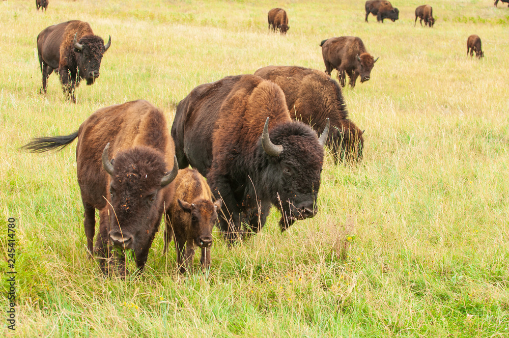 Cinnamon-colored Bison Calf Grazing with Protectors  on the Prairie