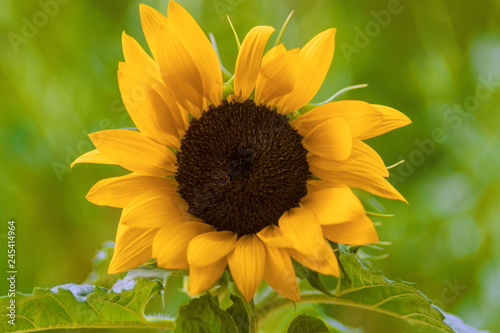 Fototapeta Naklejka Na Ścianę i Meble -  Sonnenblume vor Grün - Sunflower Green