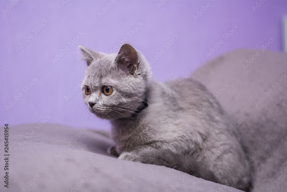 kitten cat Scottish straight, loose fluffy, animal munchkin kitten cat Scottish straight, loose fluffy, animal munchkin