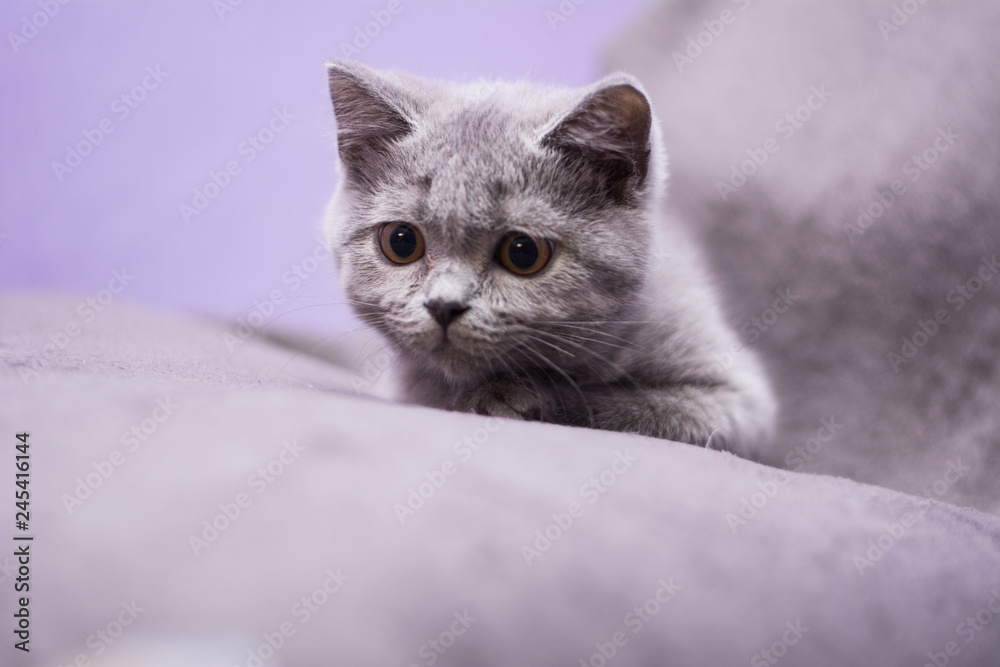 kitten cat Scottish straight, loose fluffy, animal munchkin kitten cat Scottish straight, loose fluffy, animal munchkin