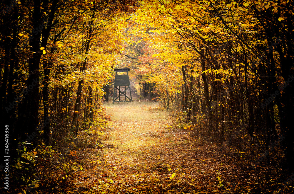 Autumn forest in November, Hungary