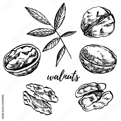 Hand drawn sketch style walnuts illustrations. Illustration in vintage style isolated on white background.