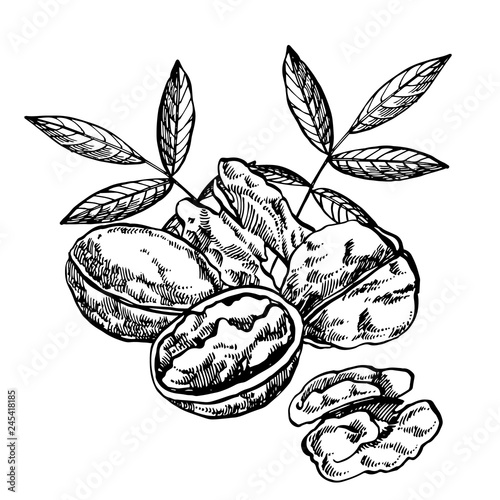Hand drawn sketch style walnuts illustrations. Illustration in vintage style isolated on white background.