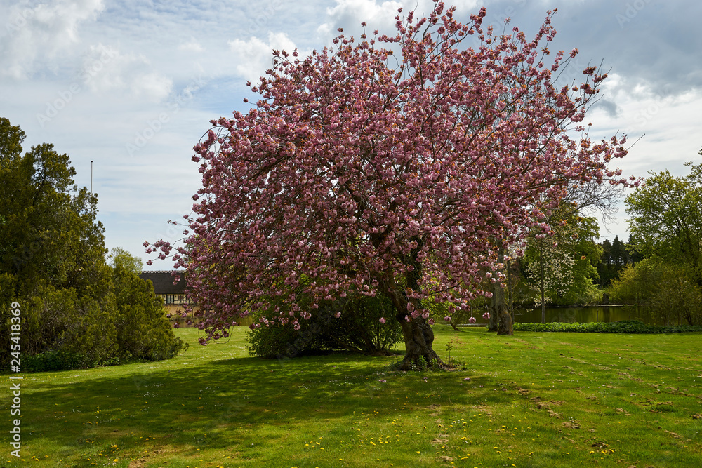 Obraz premium The blossom of the cherry tree in the early spring