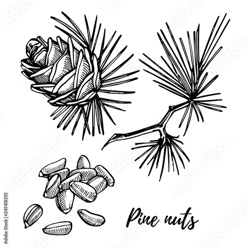 Pine nuts and cedar cone vector hand drawn illustration. photo