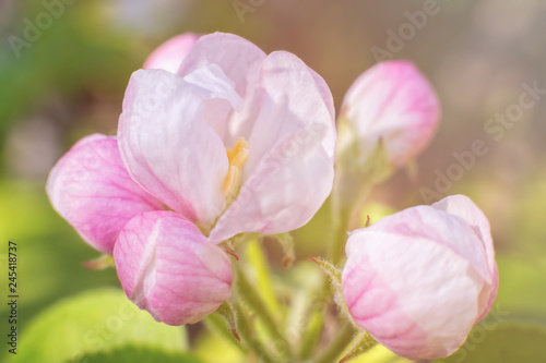 cute color of apple trees in spring. macro. spring background. space for text