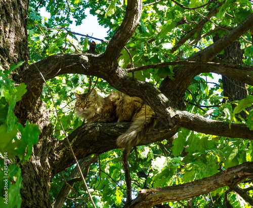 Cute hairy cat sitting on a green tree with leaves and resting on a sunny summer spring day