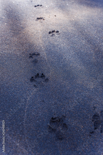 Dog footprints on the black sand of Sri Lanka photo