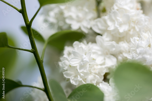 Weiße Flieder Blüten vom Fliederstrauch  mit grünen Blättern im Frühling