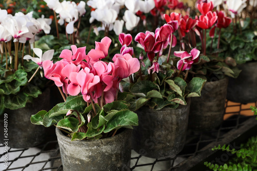 Variety of potted cyclamen persicum plants in the flowers bar. photo