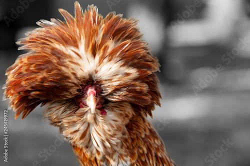 rooster decorative portrait