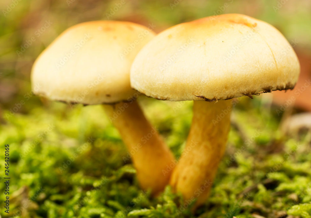 Inedible mushroom, macro, Sulfur tuft ( Hypholoma fasciculare ) Inedible mushroom, macro, Sulfur tuft ( Hypholoma fasciculare )