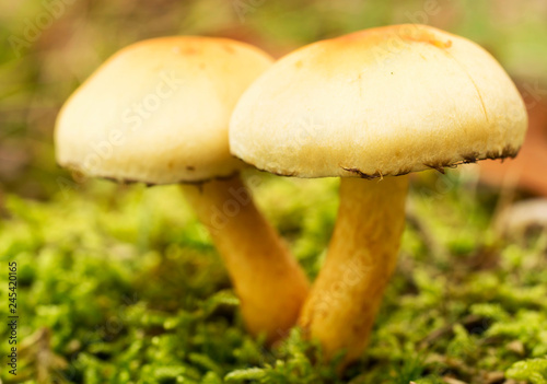 Inedible mushroom, macro, Sulfur tuft ( Hypholoma fasciculare )