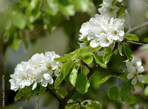 Flowers of pear ordinary (Pyrus communis L.), close up
