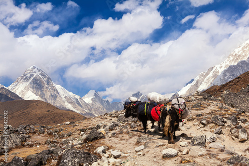 Yaks in the Himalayan mountain