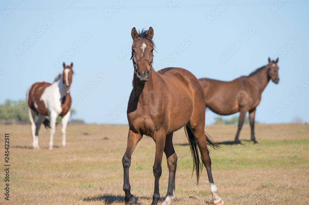 Horses in winter field Horses in winter field