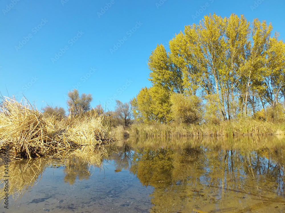 autumn trees in the water