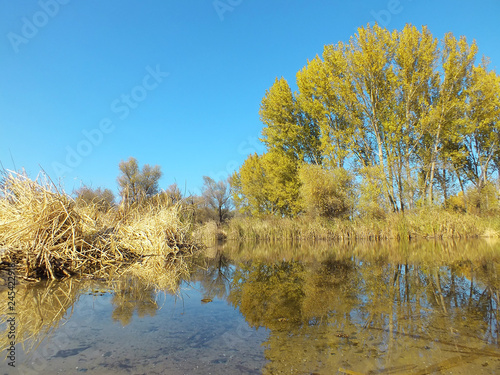 autumn trees in the water