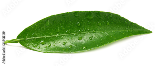 citrus leaves isolated on a white background.