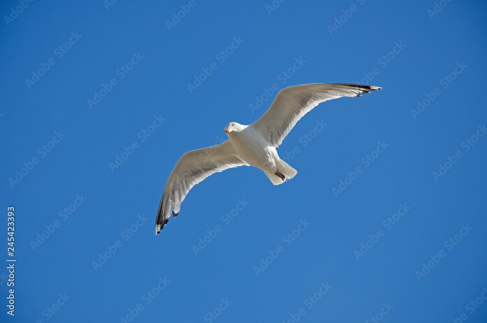 Obraz premium Single seagull suspended in Midair and looking down, with a blue sky as a background.
