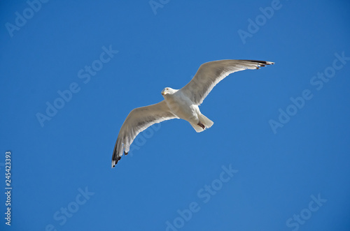 Single seagull suspended in Midair and looking down, with a blue sky as a background.