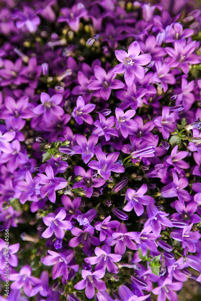 Blooming Campanula muralis flowers or violet bellflowers, floral background.