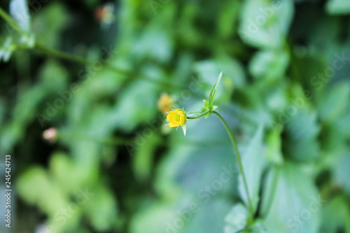 yellow flower in the garden