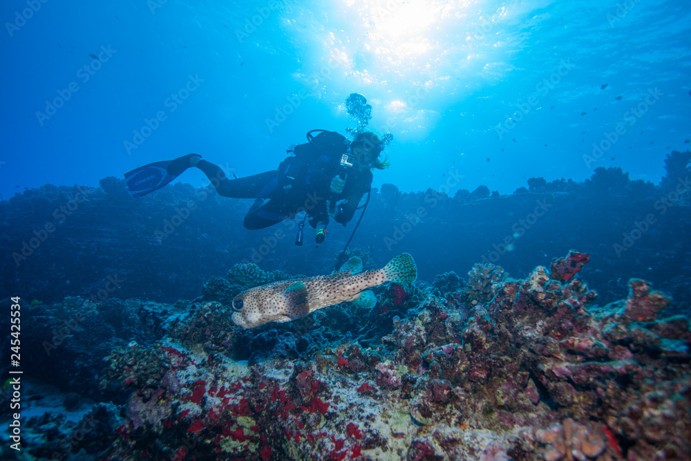 Scuba diver watches a puffer fish swimming above the reef