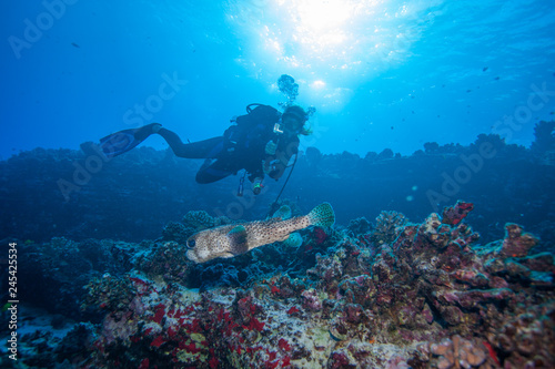 Scuba diver watches a puffer fish swimming above the reef © DaiMar
