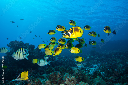 Fototapeta Naklejka Na Ścianę i Meble -  School of bright yellow fish swim past the camera in blue tropical water