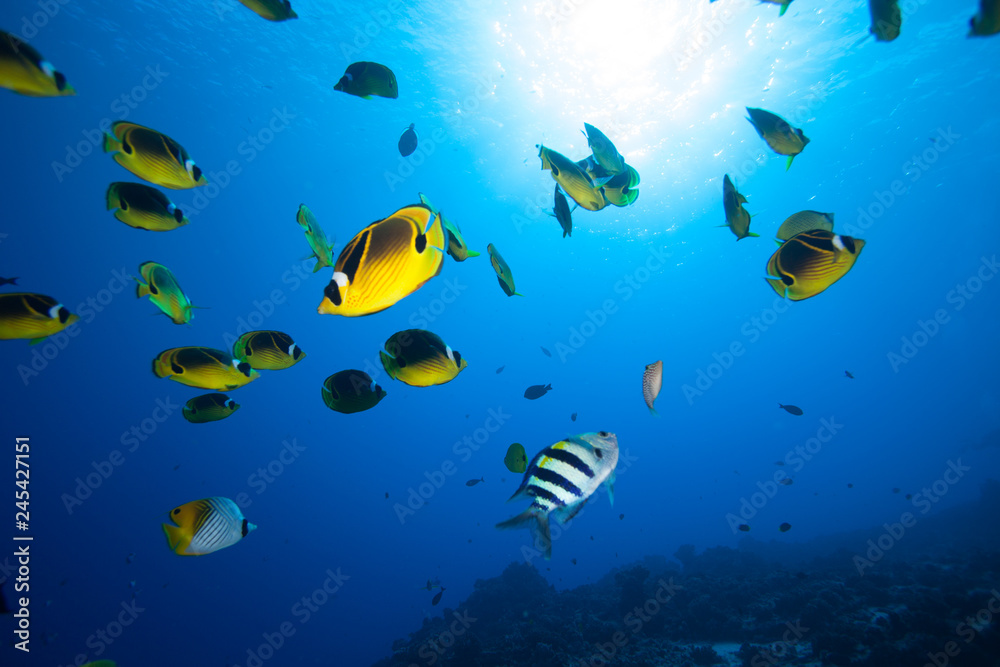 Naklejka premium School of bright yellow fish swim past the camera in blue tropical water