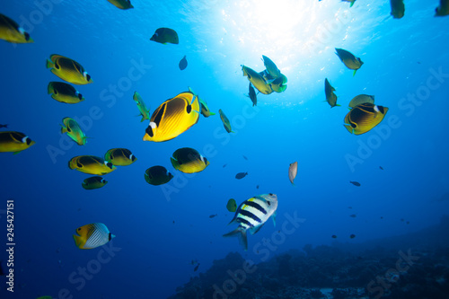 School of bright yellow fish swim past the camera in blue tropical water © DaiMar