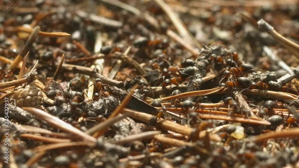 Wild red ants at work. Shallow depth of field