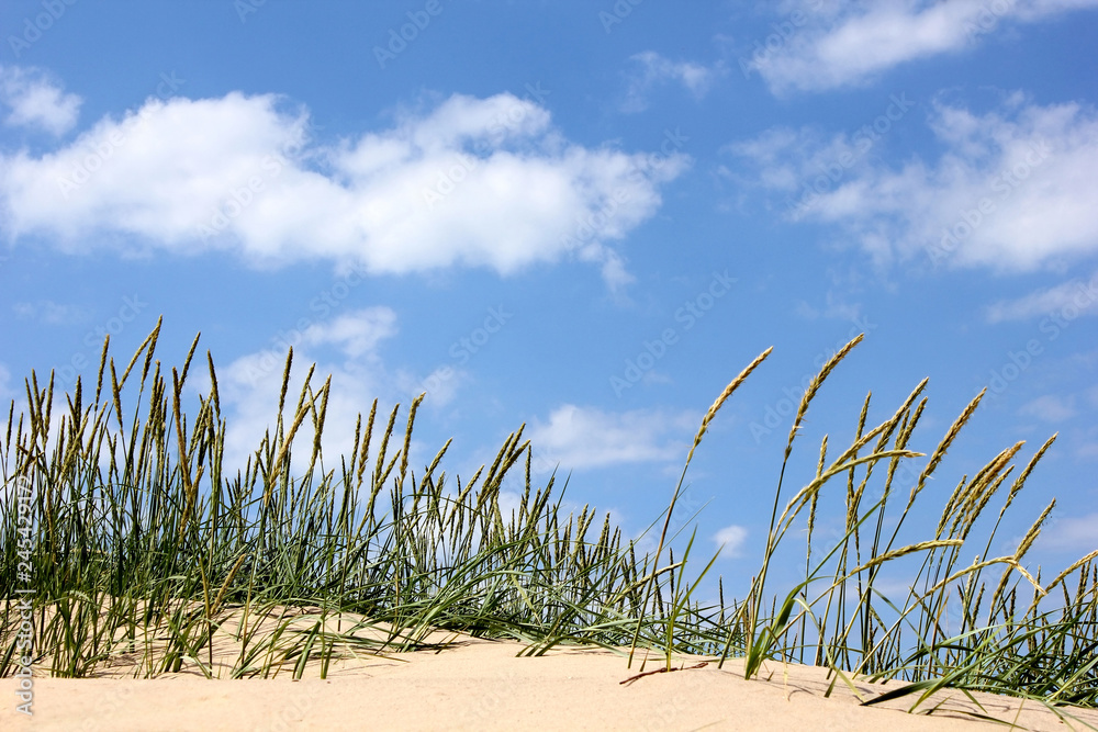 Strandhafer Strandhafer